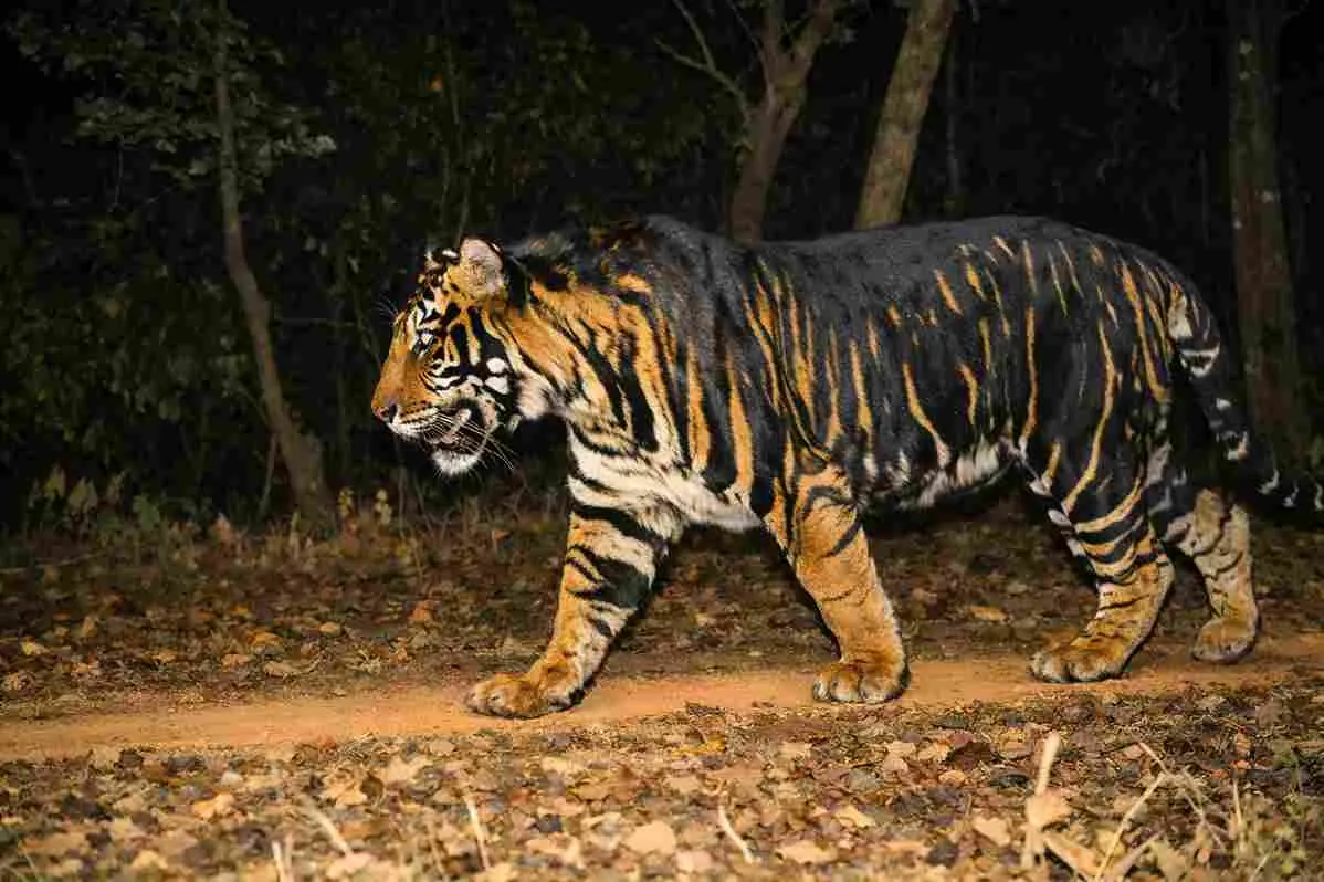 Shimilipal’s Black Tiger Draws Global Attention — Why Are Tourists Returning Disappointed?