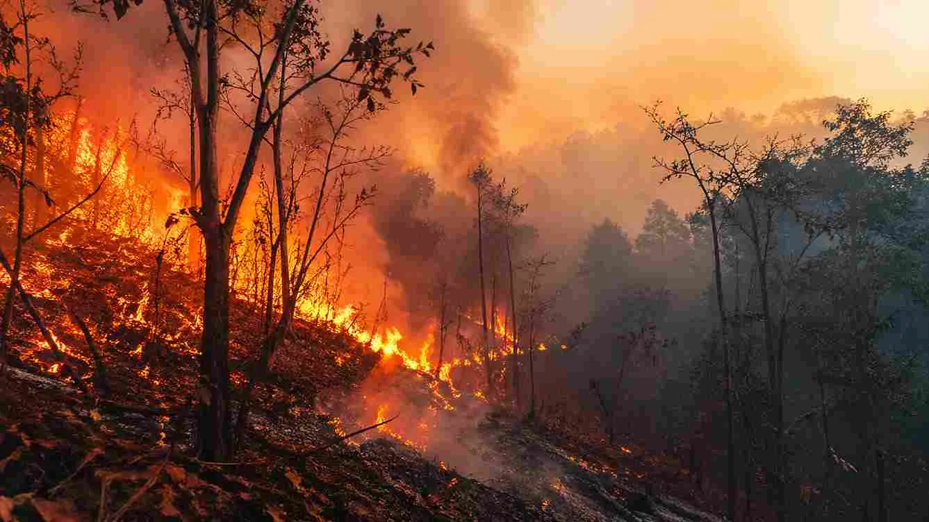 Why Is Odisha Burning? The Real Reasons Behind Rising Forest Fires